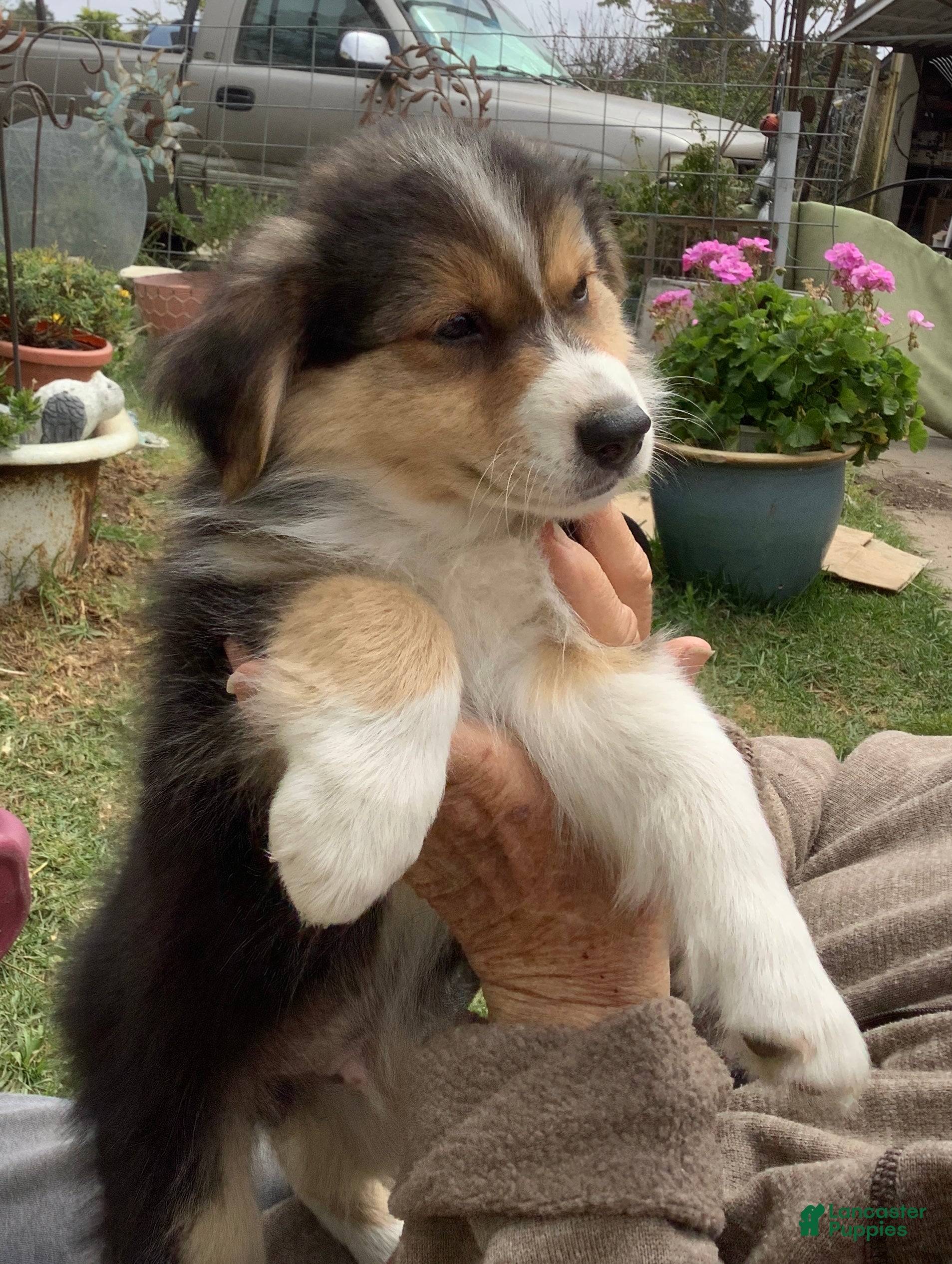 Australian Shepherd dogs  Darby - Ad 10