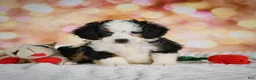 Mini Bernedoodle dogs for sale: Mim - Ad 9