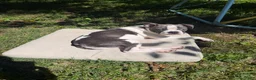 Boston Terrier dogs for sale: Chip - Ad 2
