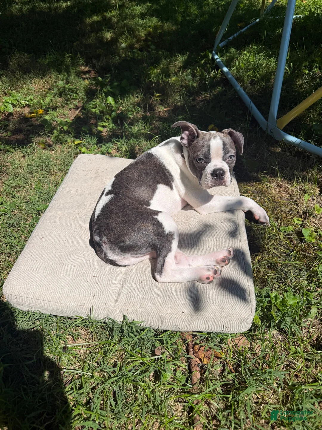 Boston Terrier dogs for sale: Chip - Ad 2