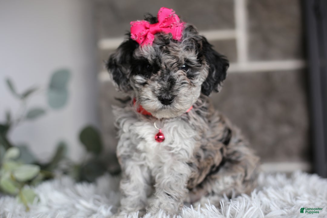 Miniature Poodle dogs for sale: Joy - Ad 11
