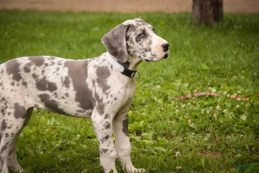 Great Dane dogs for sale: Stella - Ad 2