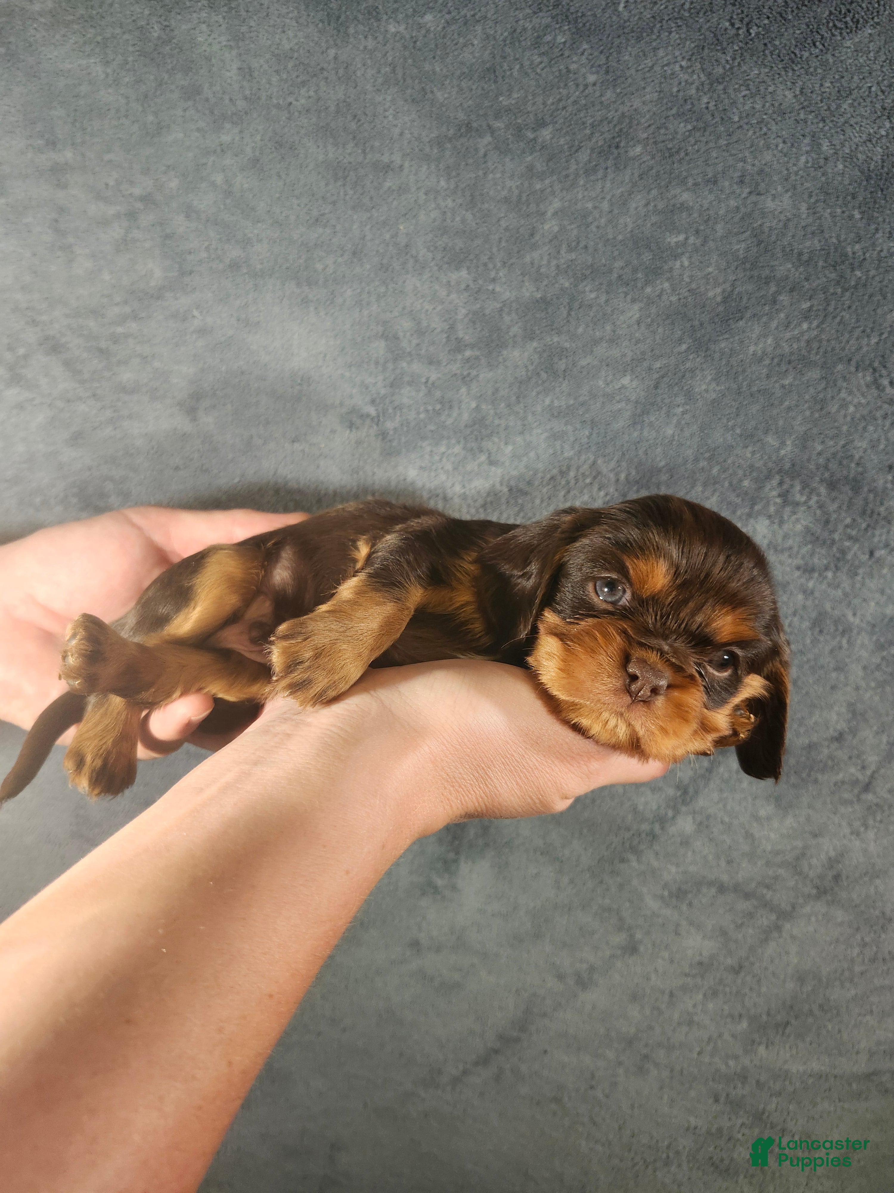 Cavalier King Charles Spaniel dogs Buddy - Ad 1