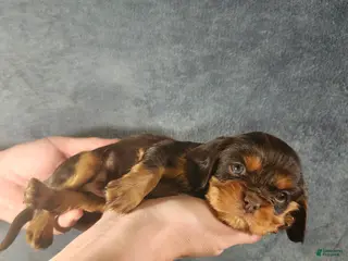 Cavalier King Charles Spaniel dogs for sale: Buddy - Ad 2