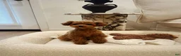 Toy Poodle dogs for sale: Meet Soso - Ad 4
