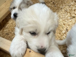 Great Pyrenees dogs Great Pyrenees Male Puppy - Green - Ad 2
