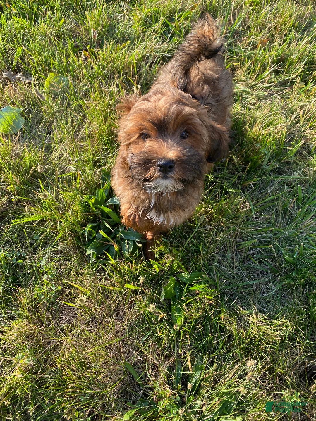 Mixed Breed dogs for sale:  5 - Ad 3