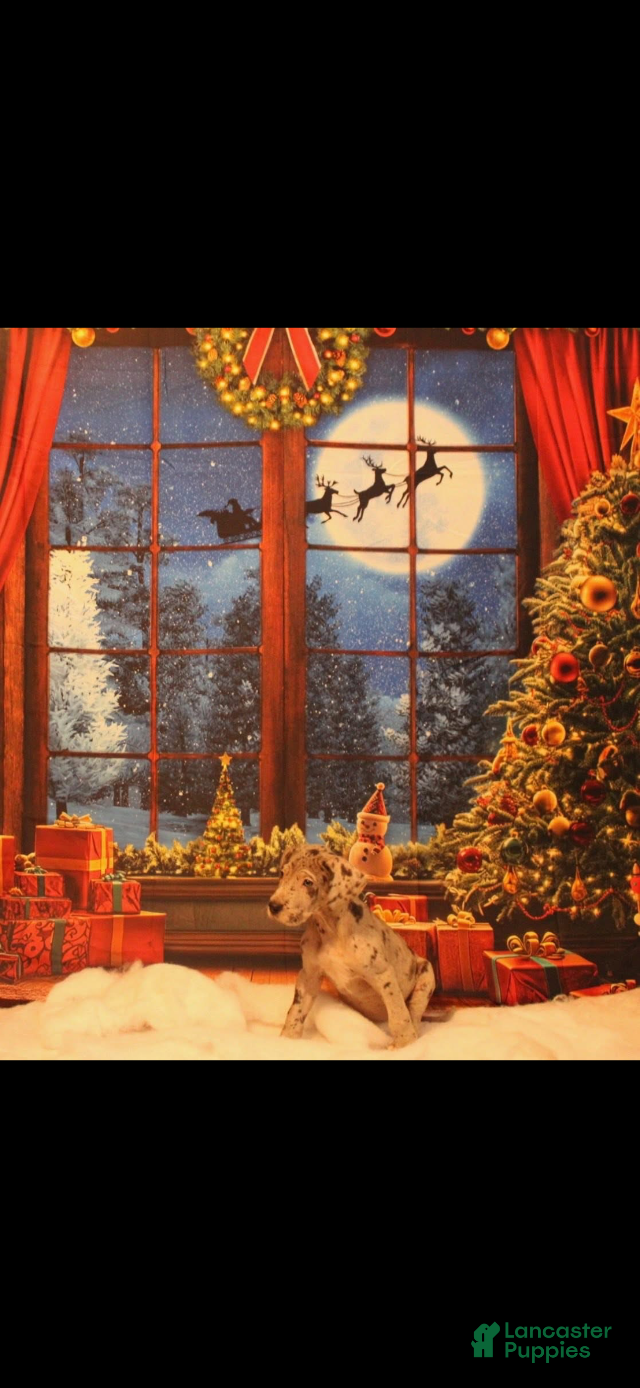 Great Dane dogs Great Dane Puppy 5 - Ad 39