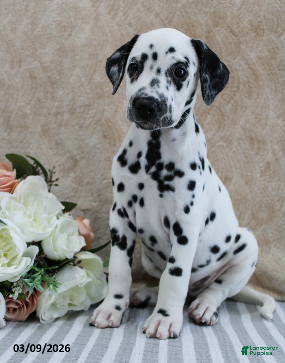 Dalmatian dogs for sale: Honey - Ad 5