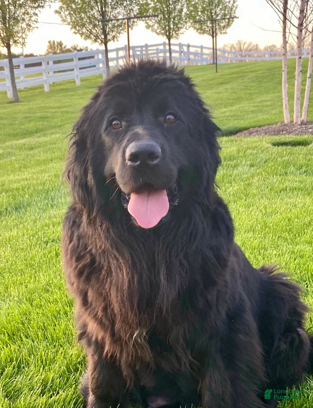 Newfoundland dogs for sale: “ Margo”  - Ad 12
