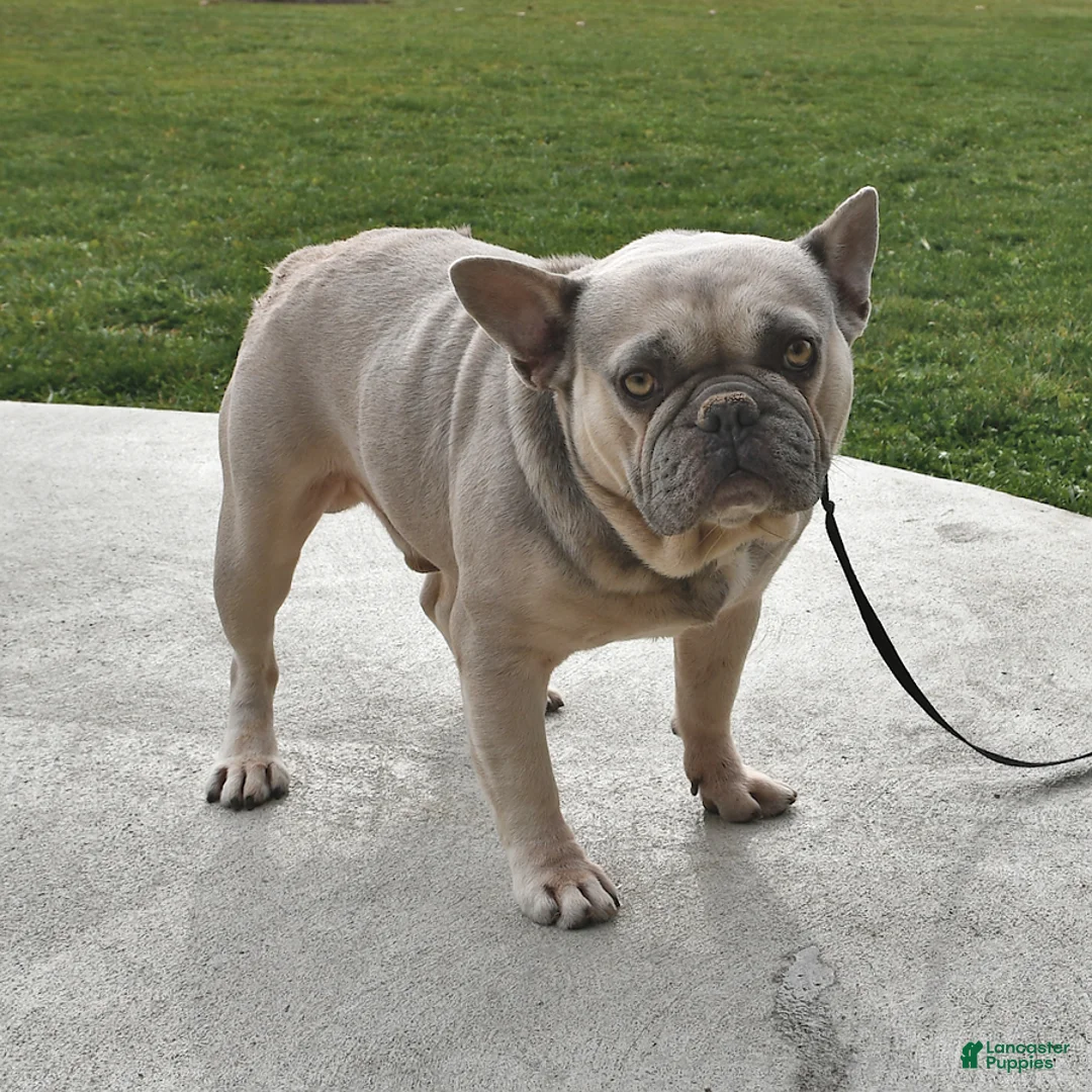 French Bulldog dogs for sale: Fluffy - Ad 7