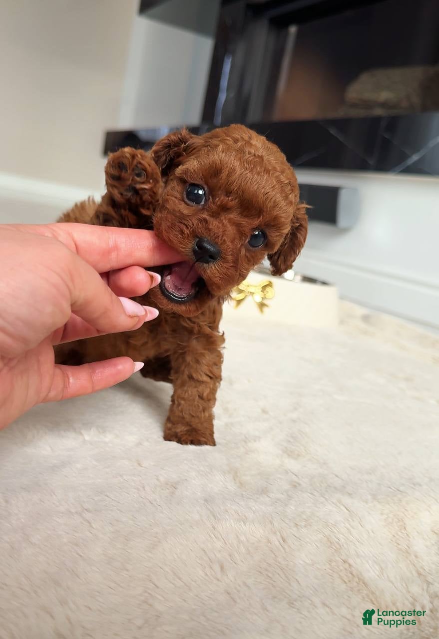 Miniature Poodle dogs Miniature Poodle Puppy 1 - Ad 3