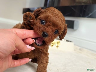 Miniature Poodle dogs Miniature Poodle Puppy 1 - Ad 31