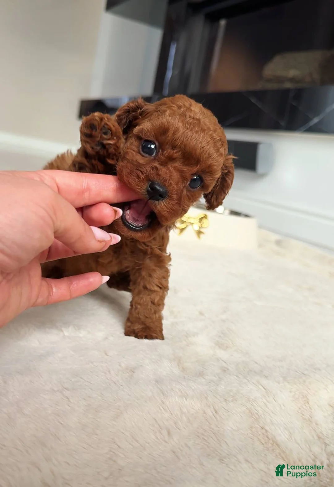 Miniature Poodle dogs for sale: Miniature Poodle Puppy 1 - Ad 1