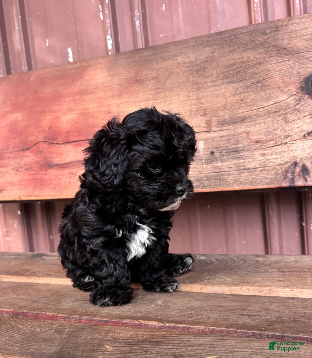 Mixed Breed dogs for sale: Mixed Breed Puppy 2 - Ad 1