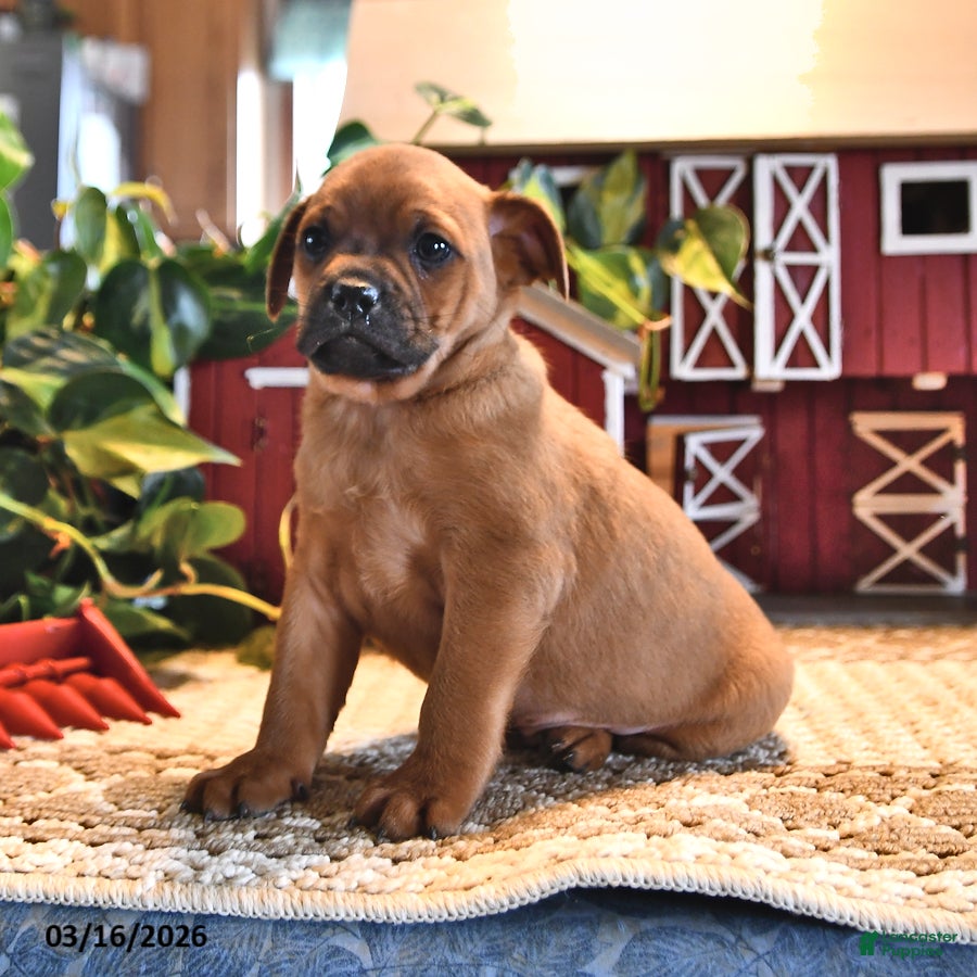 Mixed Breed dogs Oreo - Ad 2