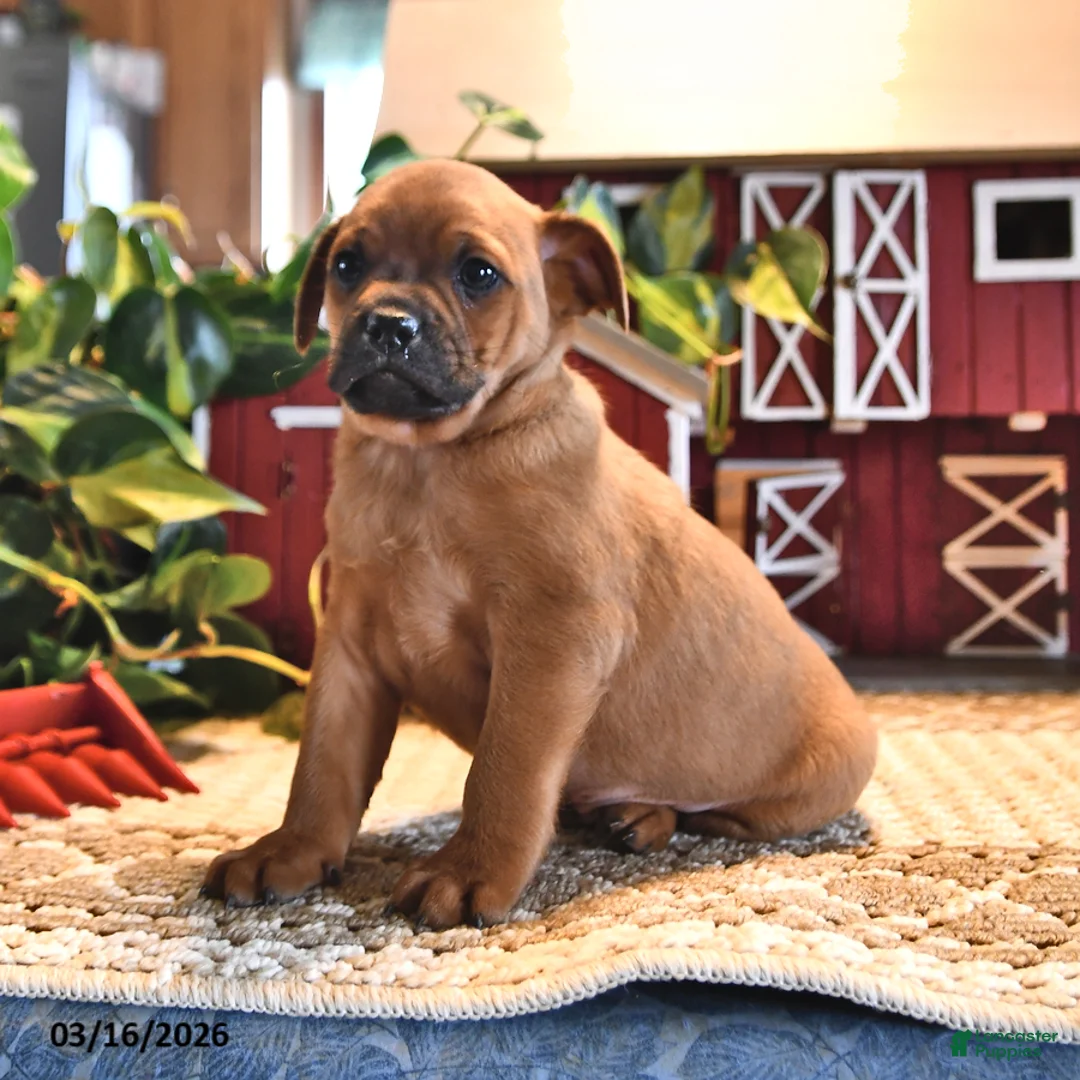 Mixed Breed dogs for sale: Oreo - Ad 2