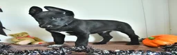 Belgian Malinois dogs for sale: Draco - Ad 4