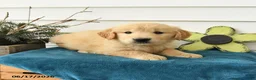 Golden Retriever dogs for sale: Max - Ad 3