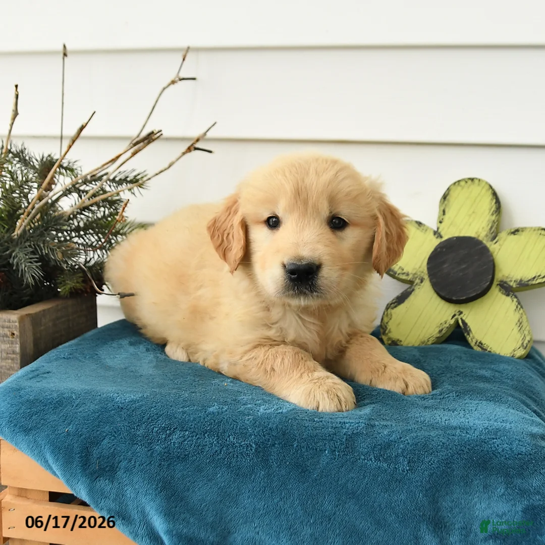 Golden Retriever dogs for sale: Max - Ad 3
