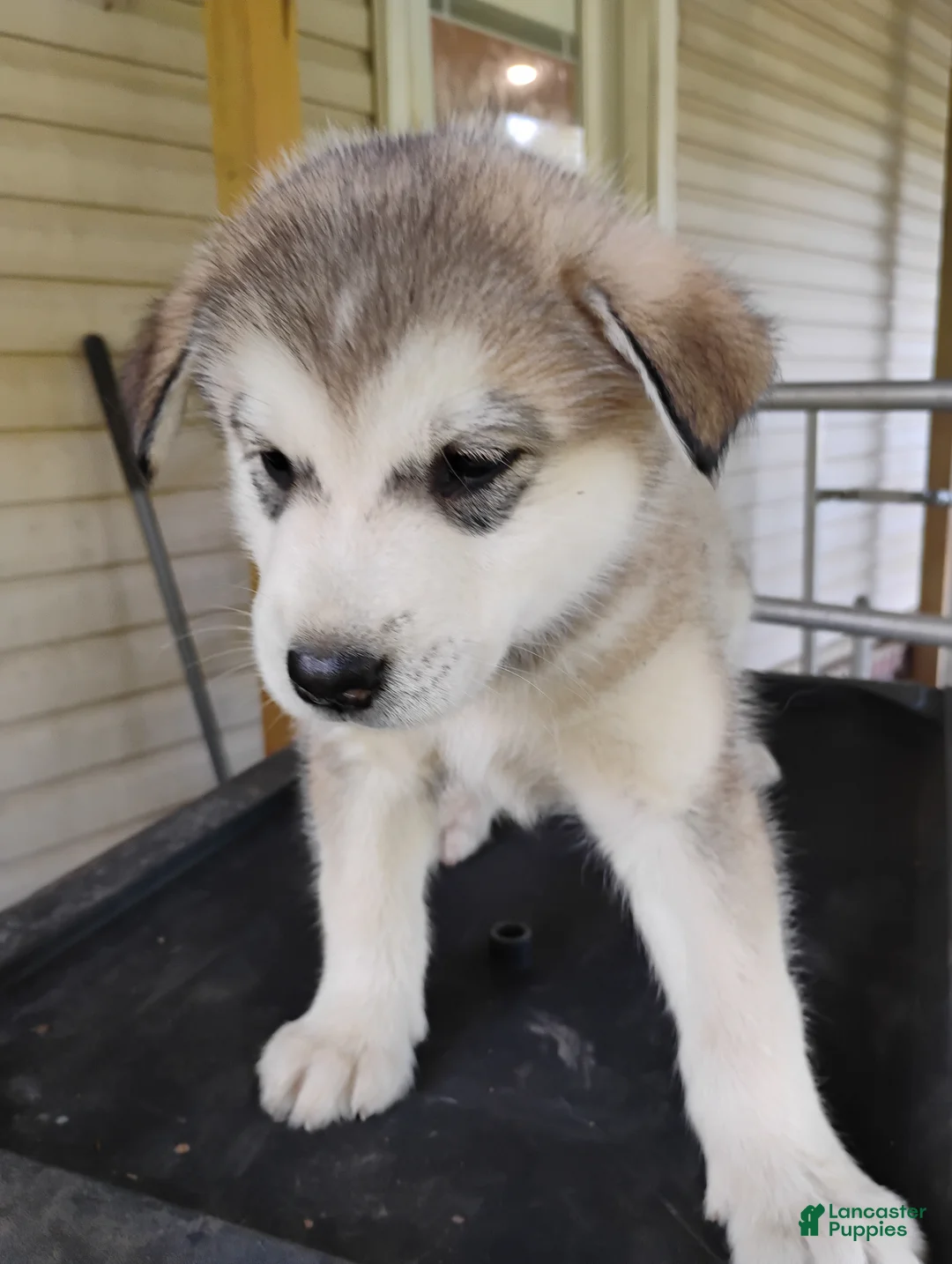Alaskan Malamute dogs for sale: Alaskan Malamute Puppy 11 - Ad 2