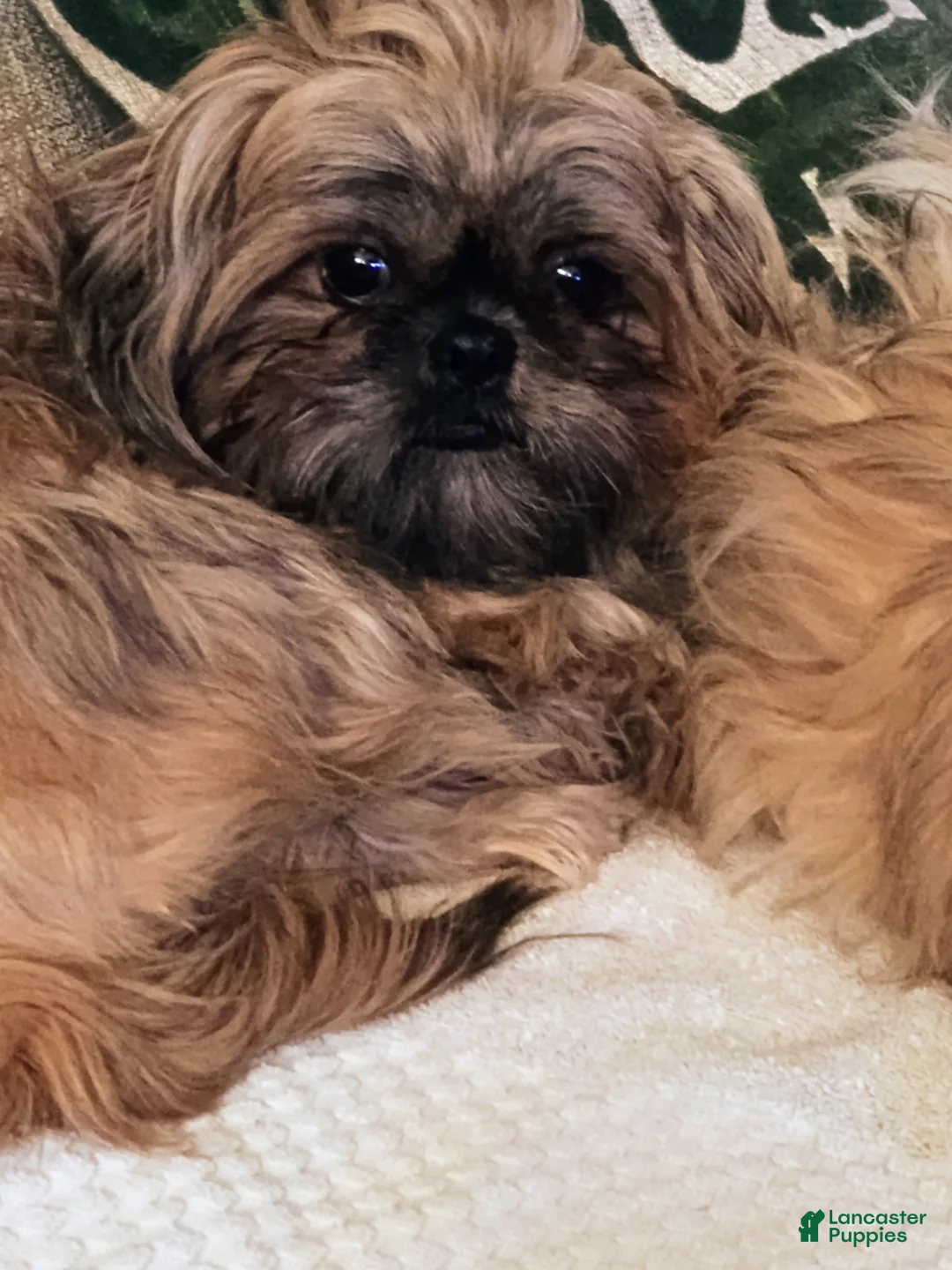 Shih Tzu dogs for sale: Shih Tzu Puppy 2 - Ad 3