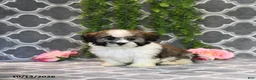 Mixed Breed dogs for sale: Dana - Ad 3