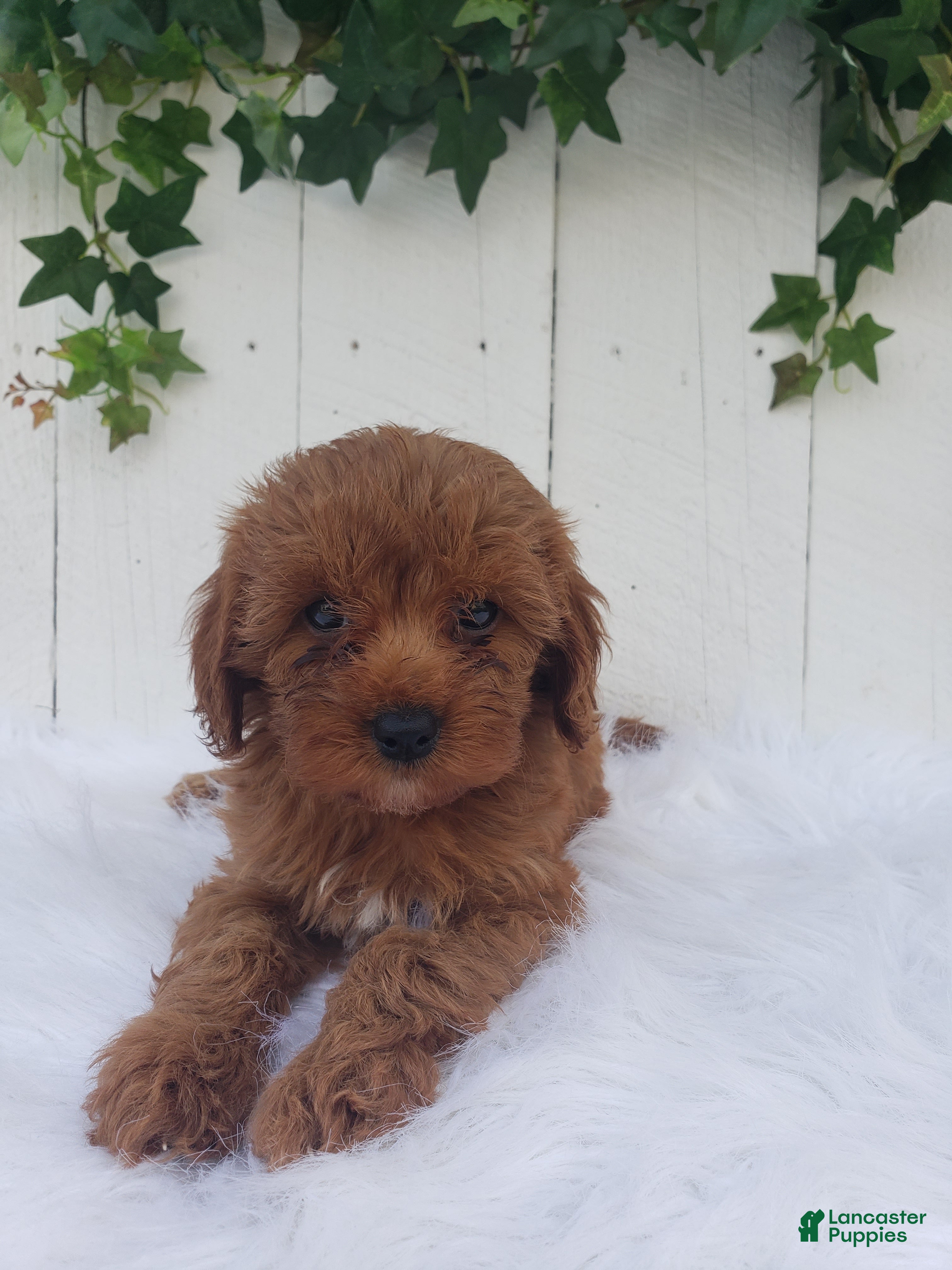 Cavapoo dogs Rose  - Ad 2