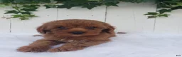 Cavapoo dogs for sale: Rose  - Ad 2