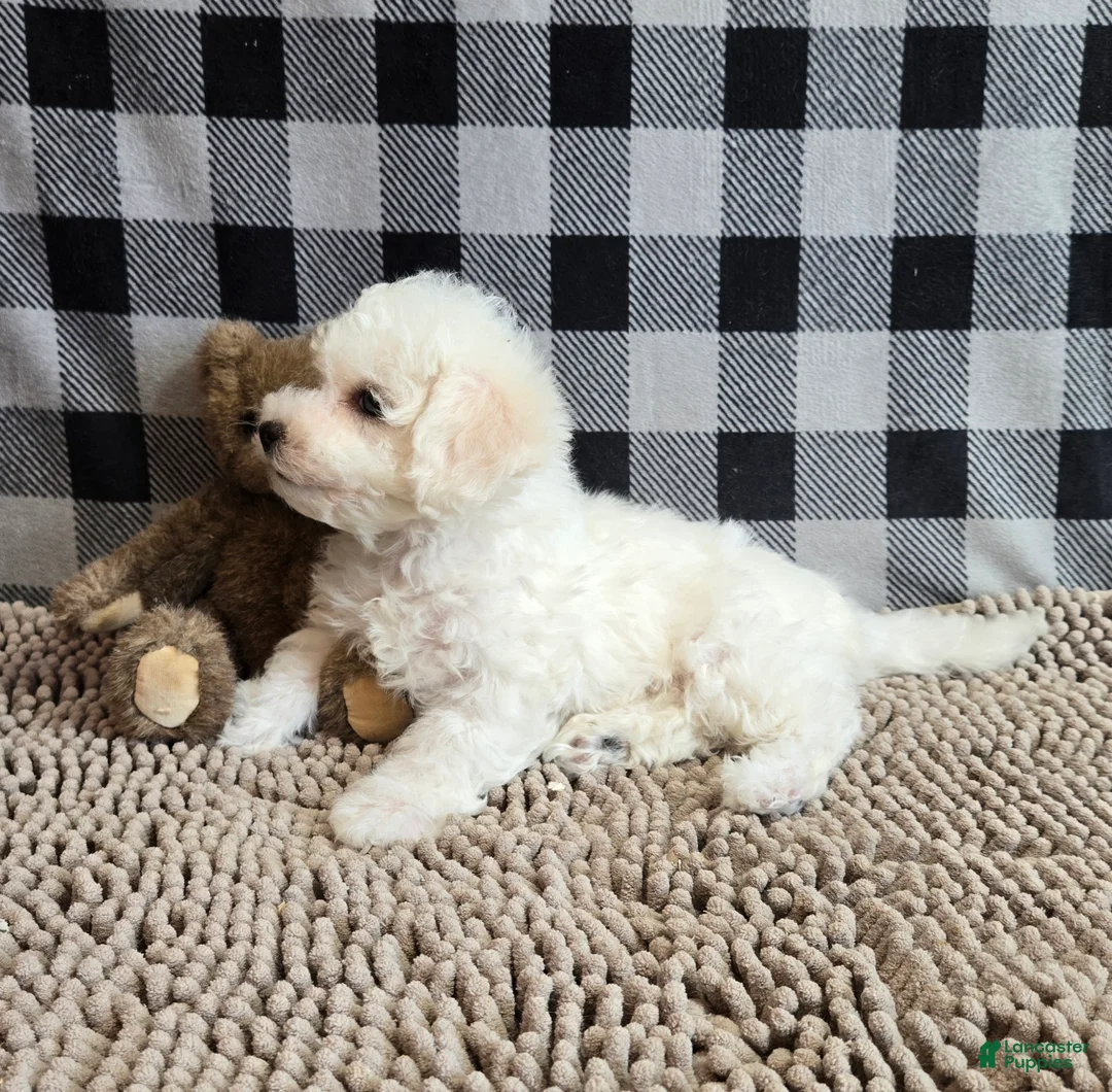Bichon Frise dogs for sale: Libby - Ad 7