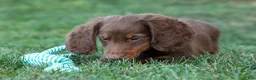 Miniature Dachshund dogs for sale: MARLEY - Ad 1