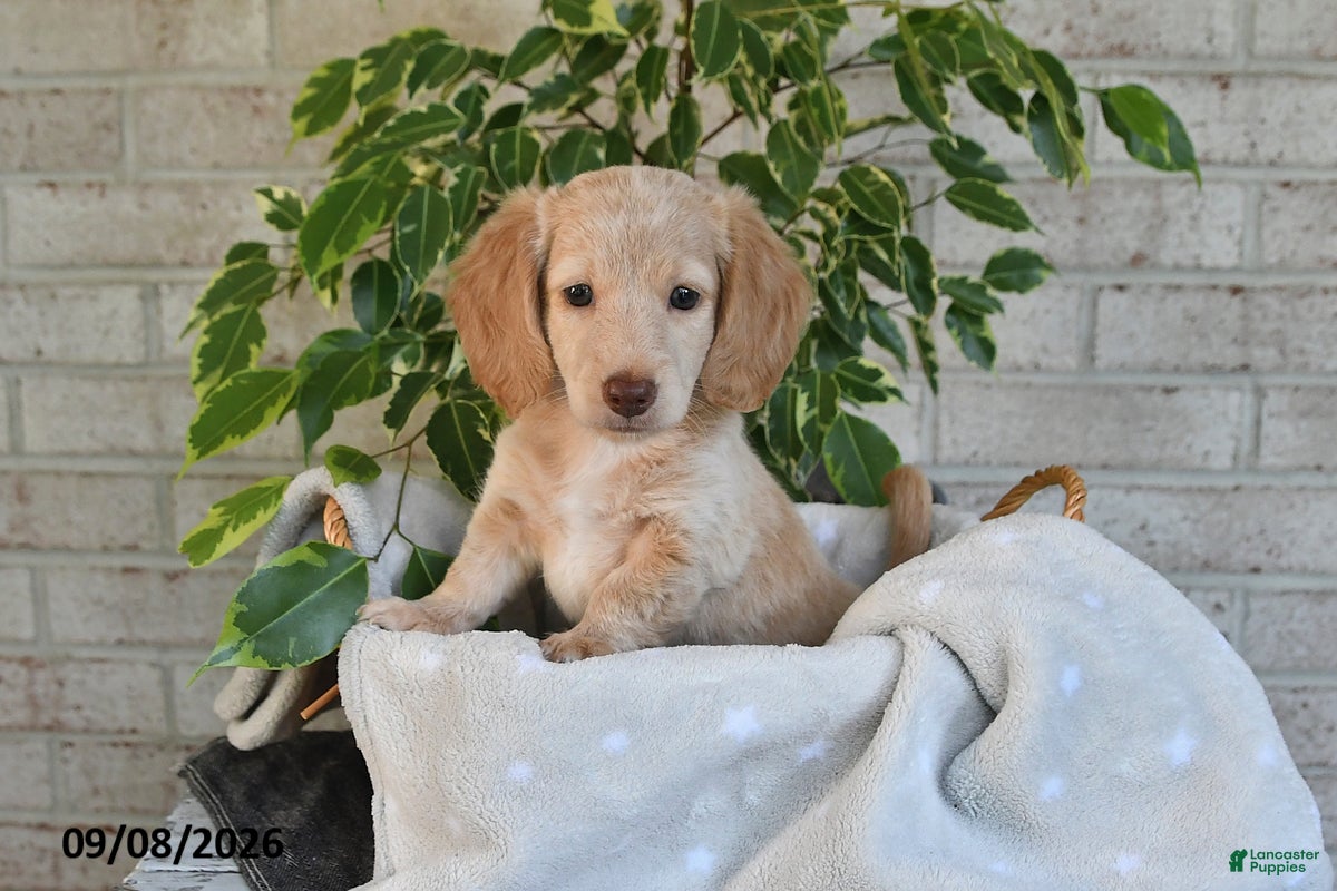 Miniature Dachshund dogs Osar - Ad 1