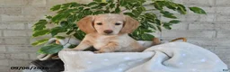 Miniature Dachshund dogs for sale: Osar - Ad 1