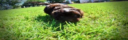 Havapoo dogs for sale: Jackson-LABOR DAY SALE-TAKE $100 OFF!!! - Ad 10