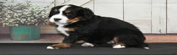 Bernese Mountain Dog dogs for sale: Mandy AKC - Ad 4