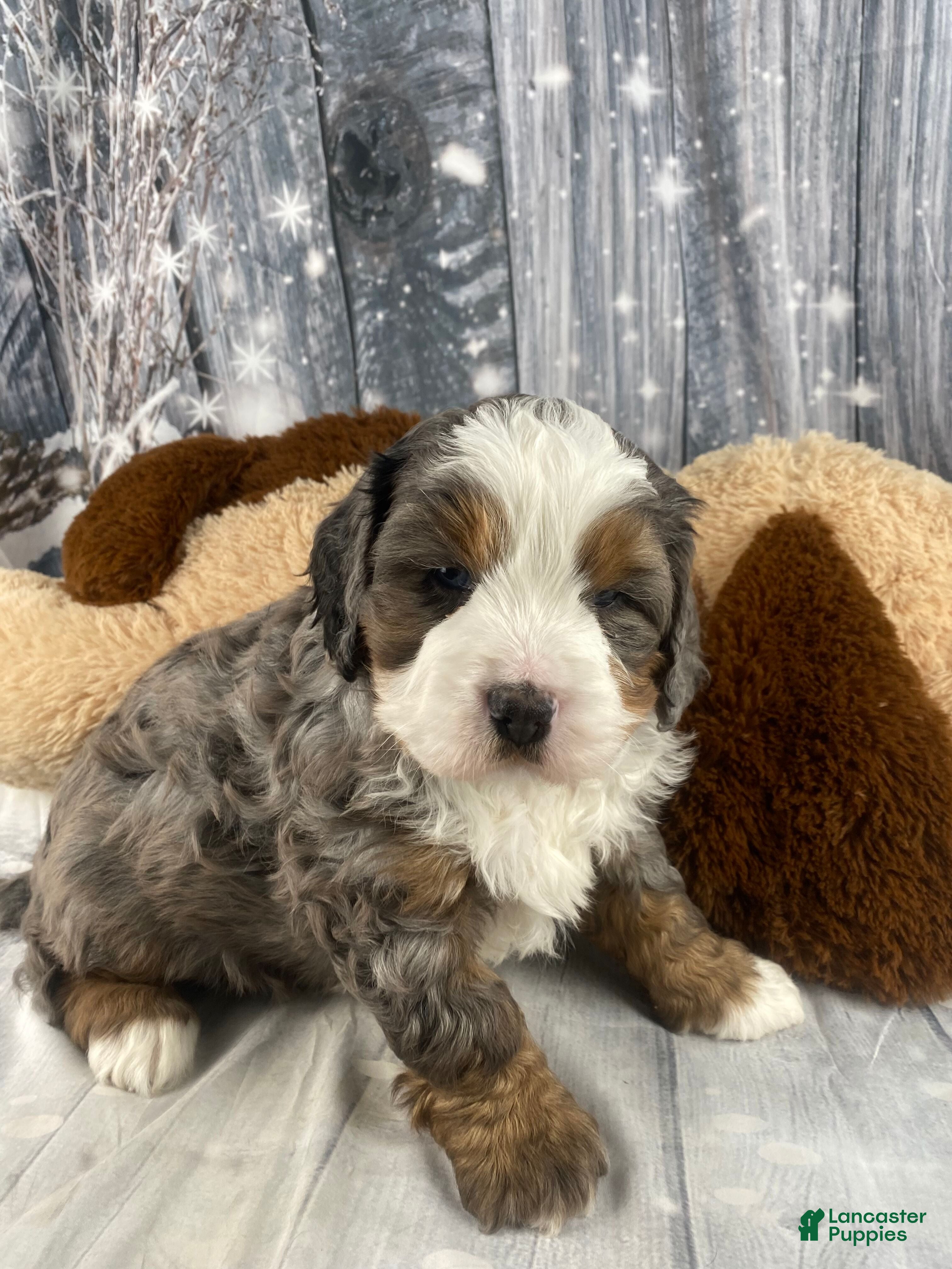 Mixed Breed dogs Reggie - Ad 1