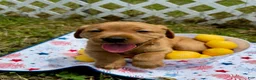 Labrador Retriever dogs for sale: Teddy Graham - Ad 6