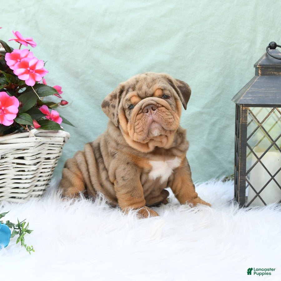 English Bulldog dogs Captain - Ad 1