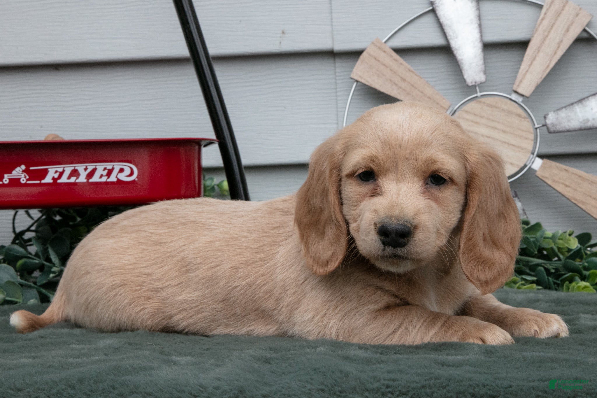 Miniature Dachshund dogs Cooper - Ad 2