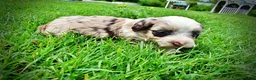 Havapoo dogs for sale: Sadie - Ad 15