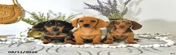 Miniature Dachshund dogs for sale: Oscar - Ad 5