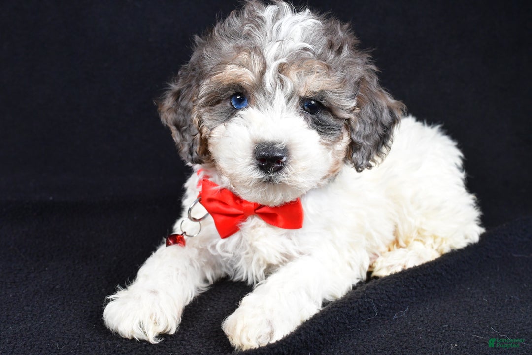 Miniature Poodle dogs for sale: Eden - Ad 6