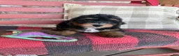 Mini Bernedoodle dogs for sale: Bee - Ad 7