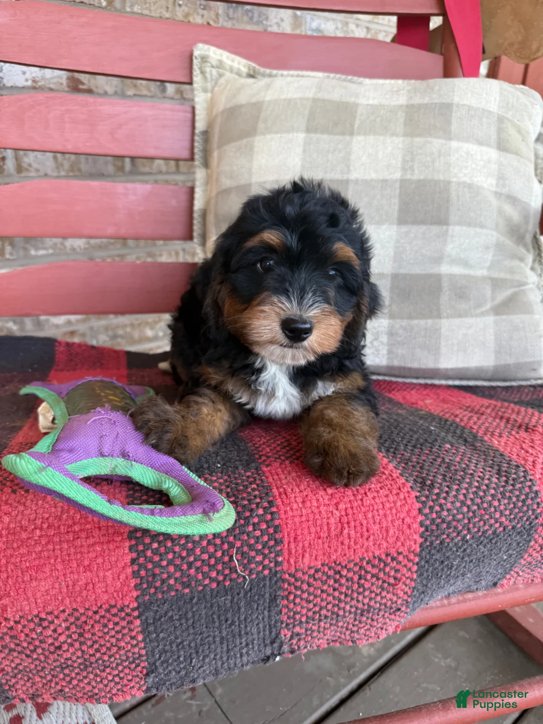Mini Bernedoodle dogs for sale: Bee - Ad 7