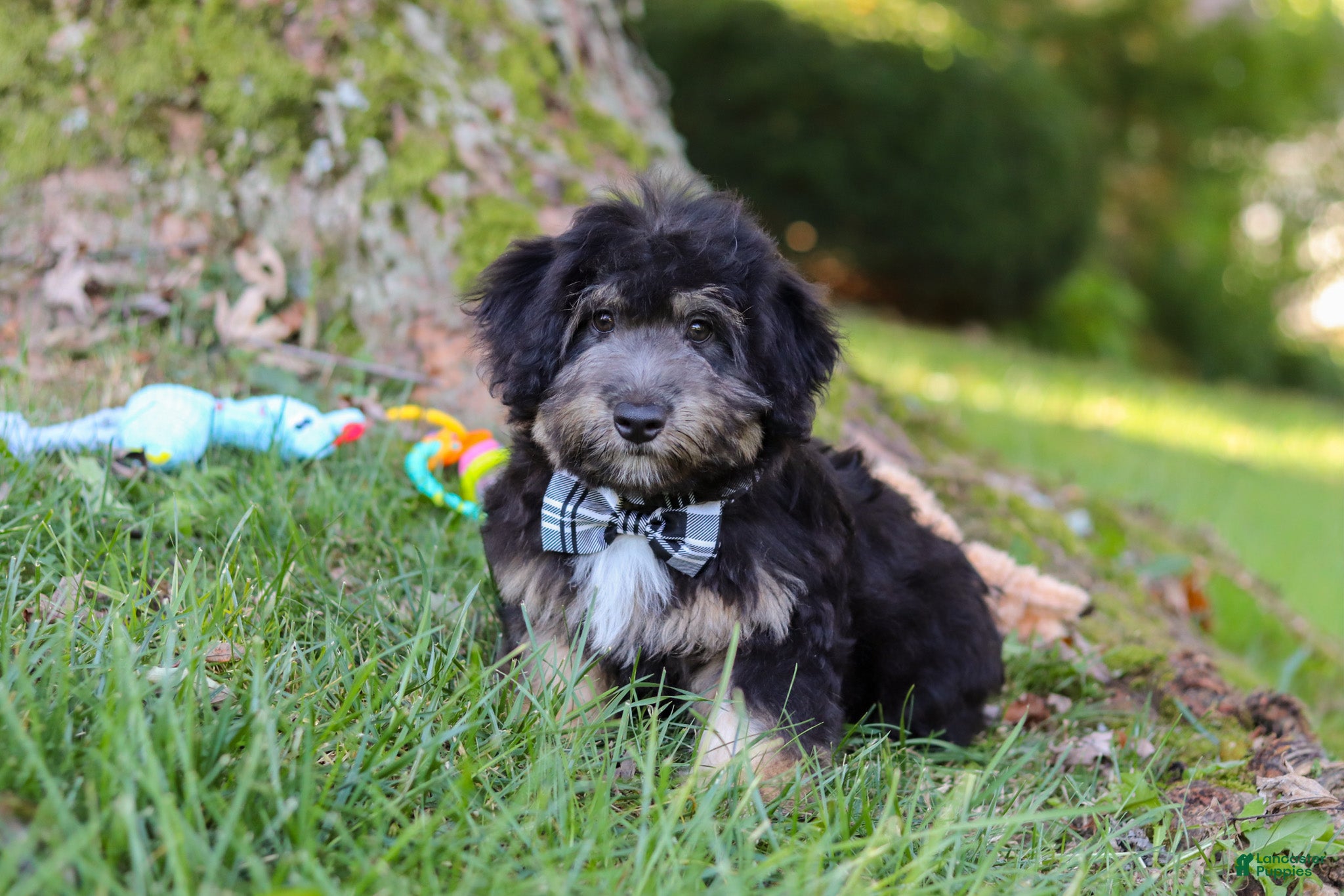 Mini Aussiedoodle dogs Austin - Ad 1