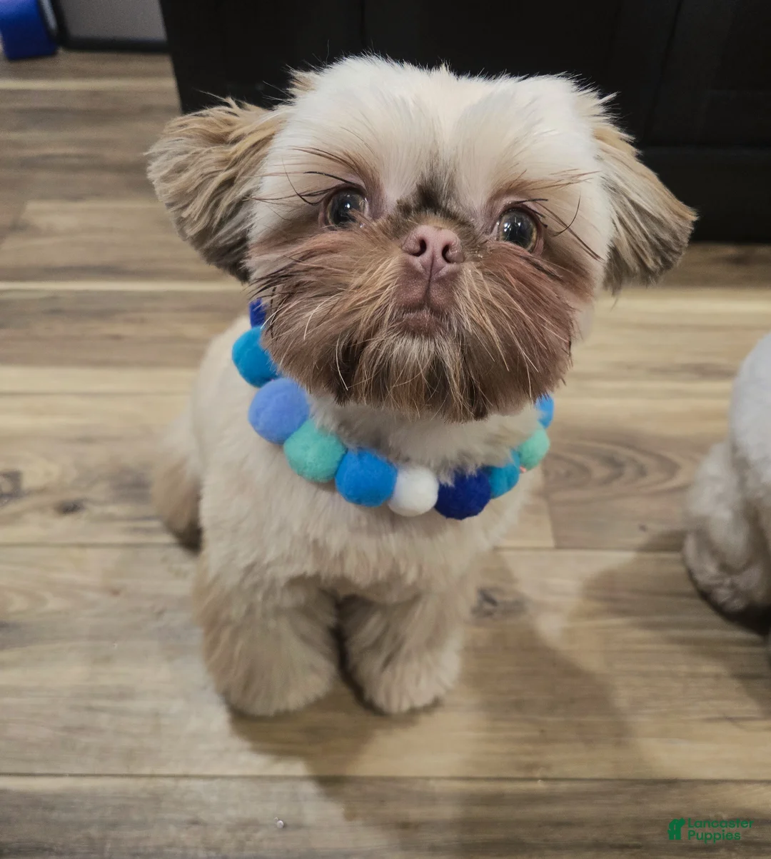 Shih Tzu dogs for sale: Shih Tzu Puppy 1 - Ad 1
