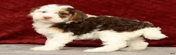Cavapoo dogs for sale: Wendy - Ad 4