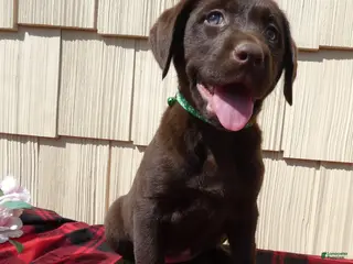 Labrador Retriever dogs Labrador Retriever Puppy 7 April - Ad 36