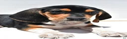Beagle dogs for sale: Robert - Ad 3