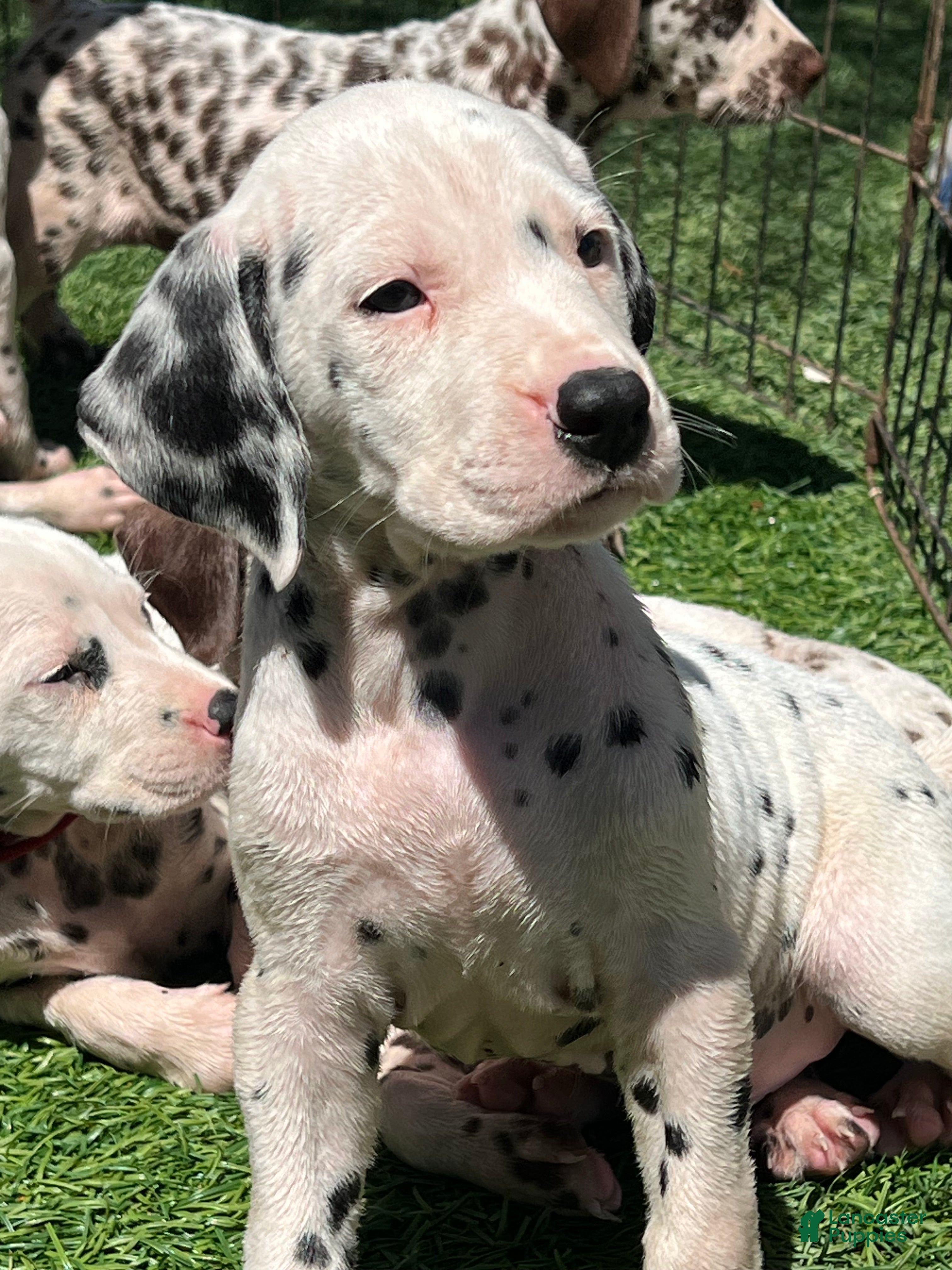 Brown Dalmatian Dog Lemon Long Haired Dalmatian Dalmatian Puppies